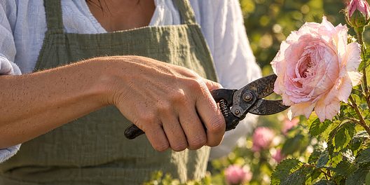Emma prunes a pink rose with old secateurs.